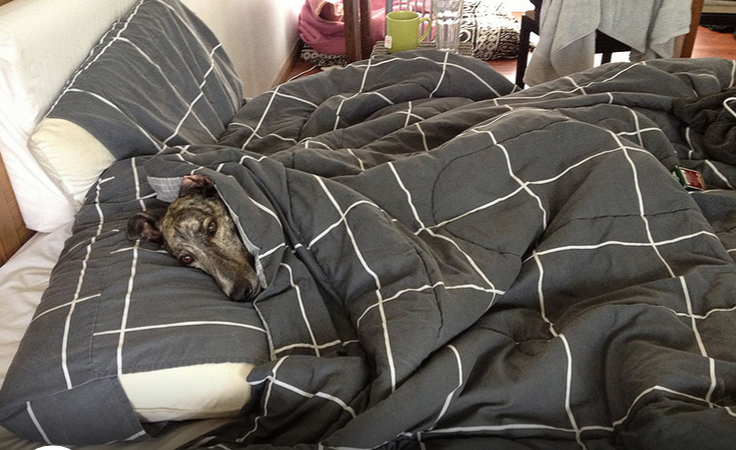 Seven Myths Dispelled About Greyhounds