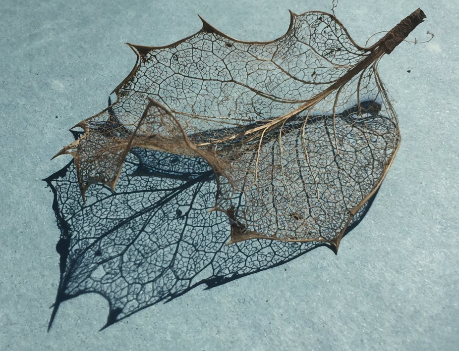 Ancient word of the day: Venation