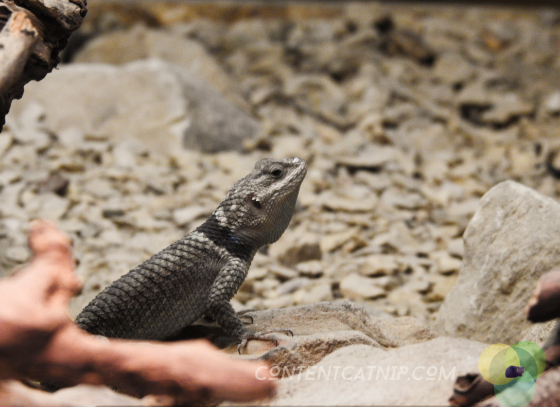 Lizard Warsaw Zoo Copyright Content Catnip 2019