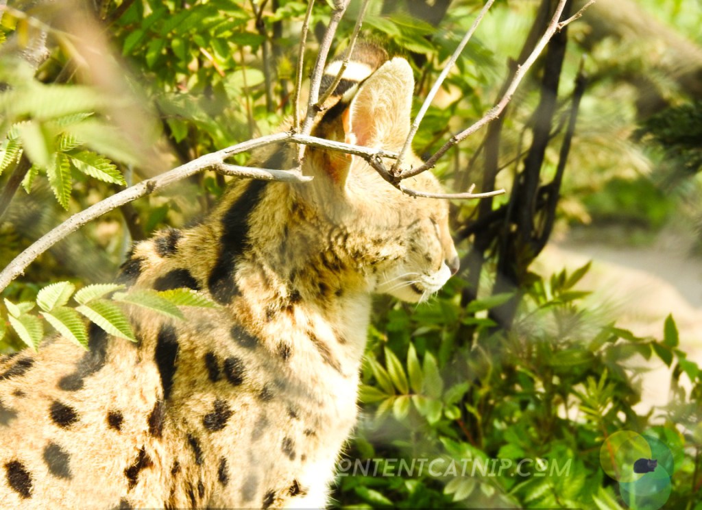 Serwal Warsaw Zoo Copyright Content Catnip 2019