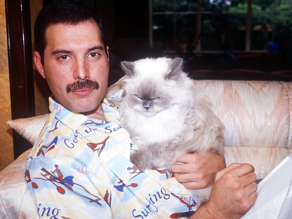 Freddy Mercury really loved his cats