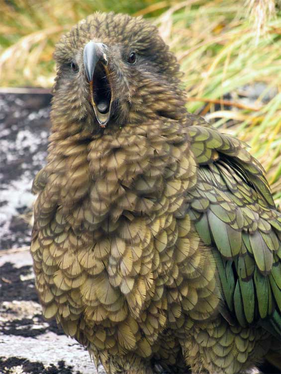 Quirky Facts About The Kea: NZ's Alpine Trickster