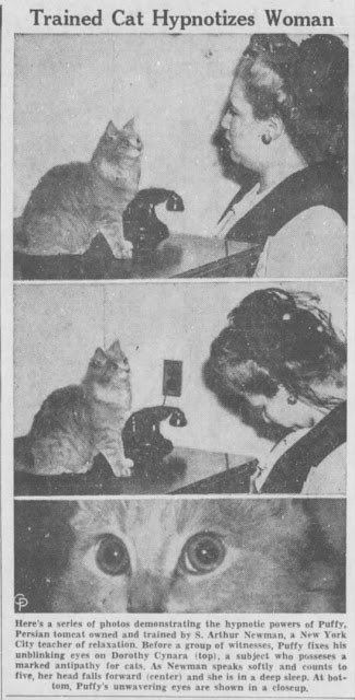 Puffy the Persian tomcat hypnotises a woman in New York 