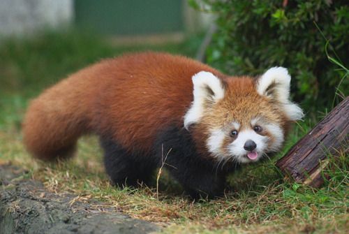 Six Quirky Facts About Red Pandas