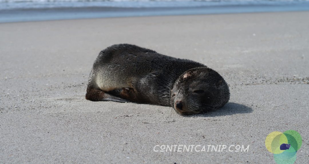 A roadtrip through the Bay of Plenty and Eastern Cape of the North Island