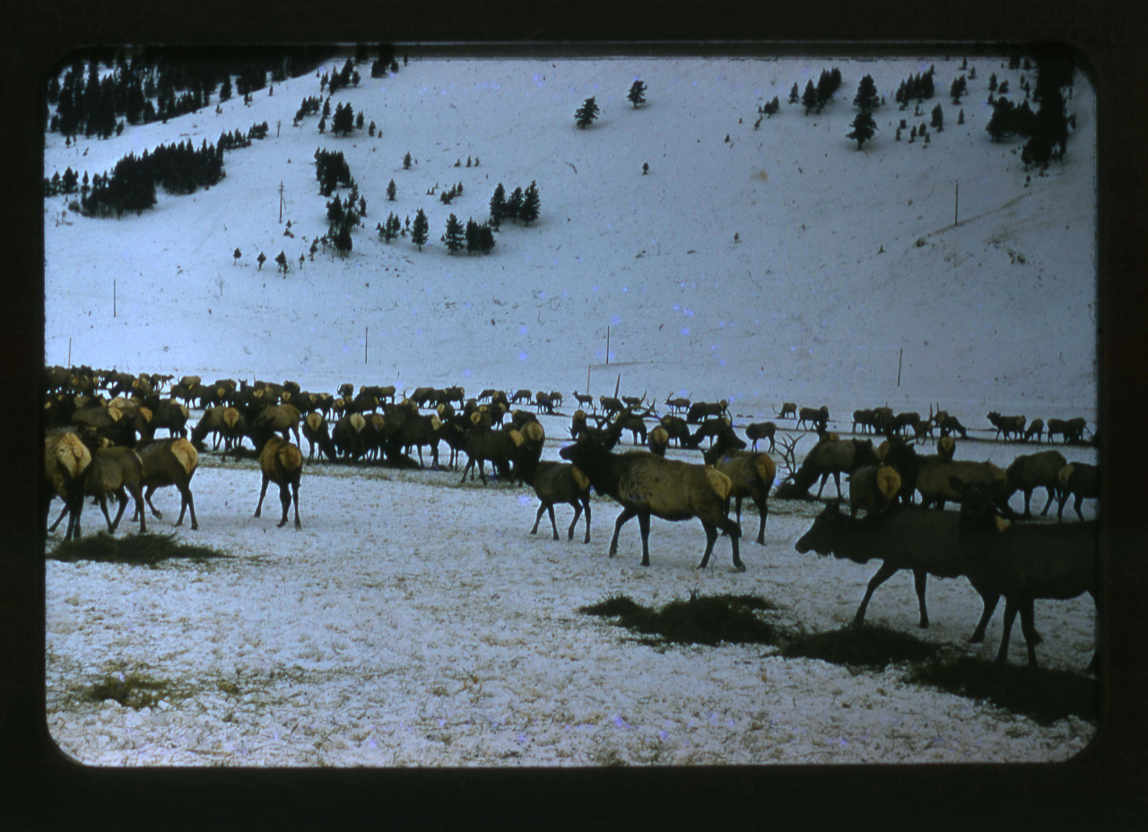 Every Picture Tells A Story: Caribou herd in Wyoming, 1954