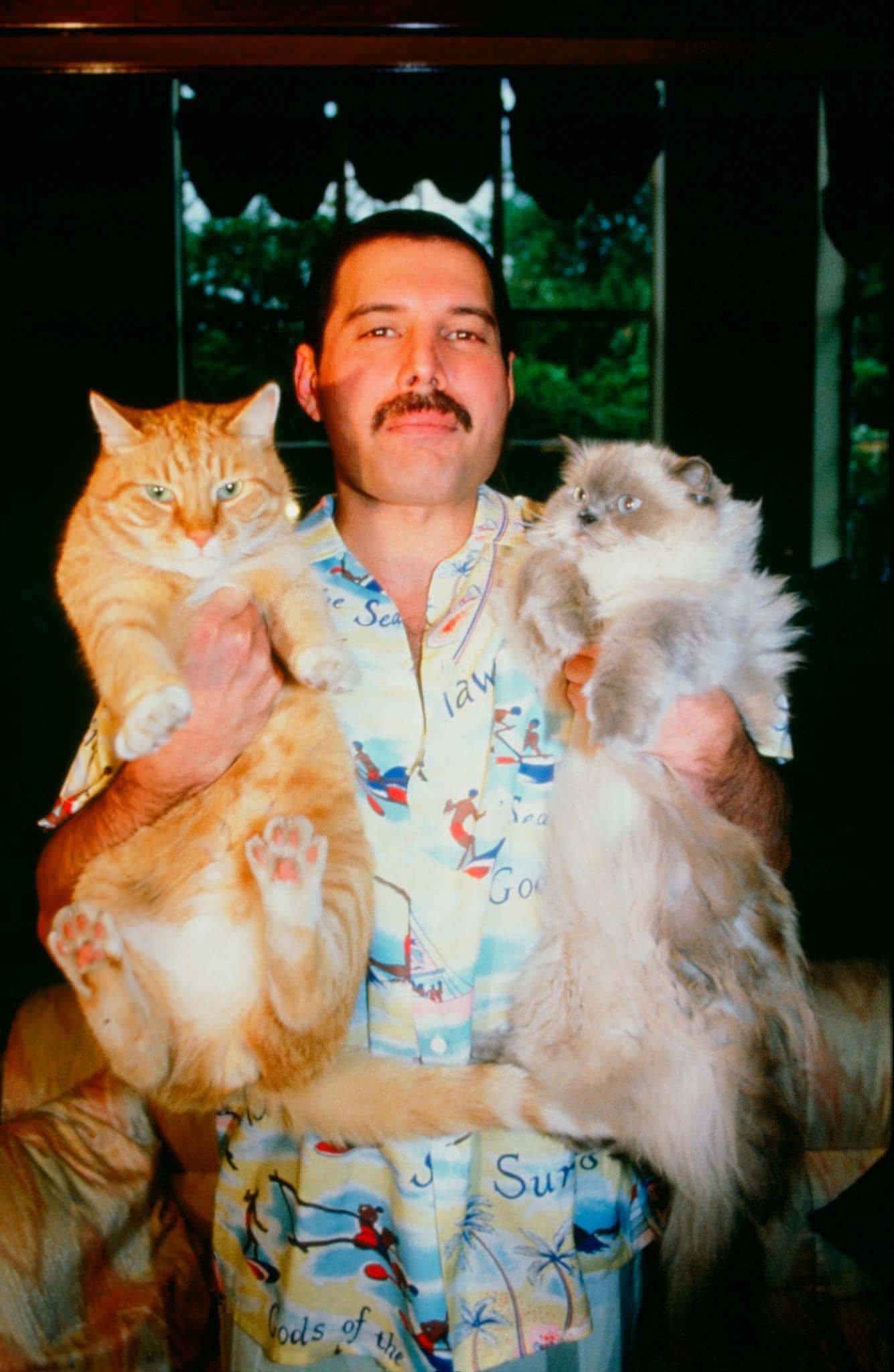 Freddy Mercury really loved his cats