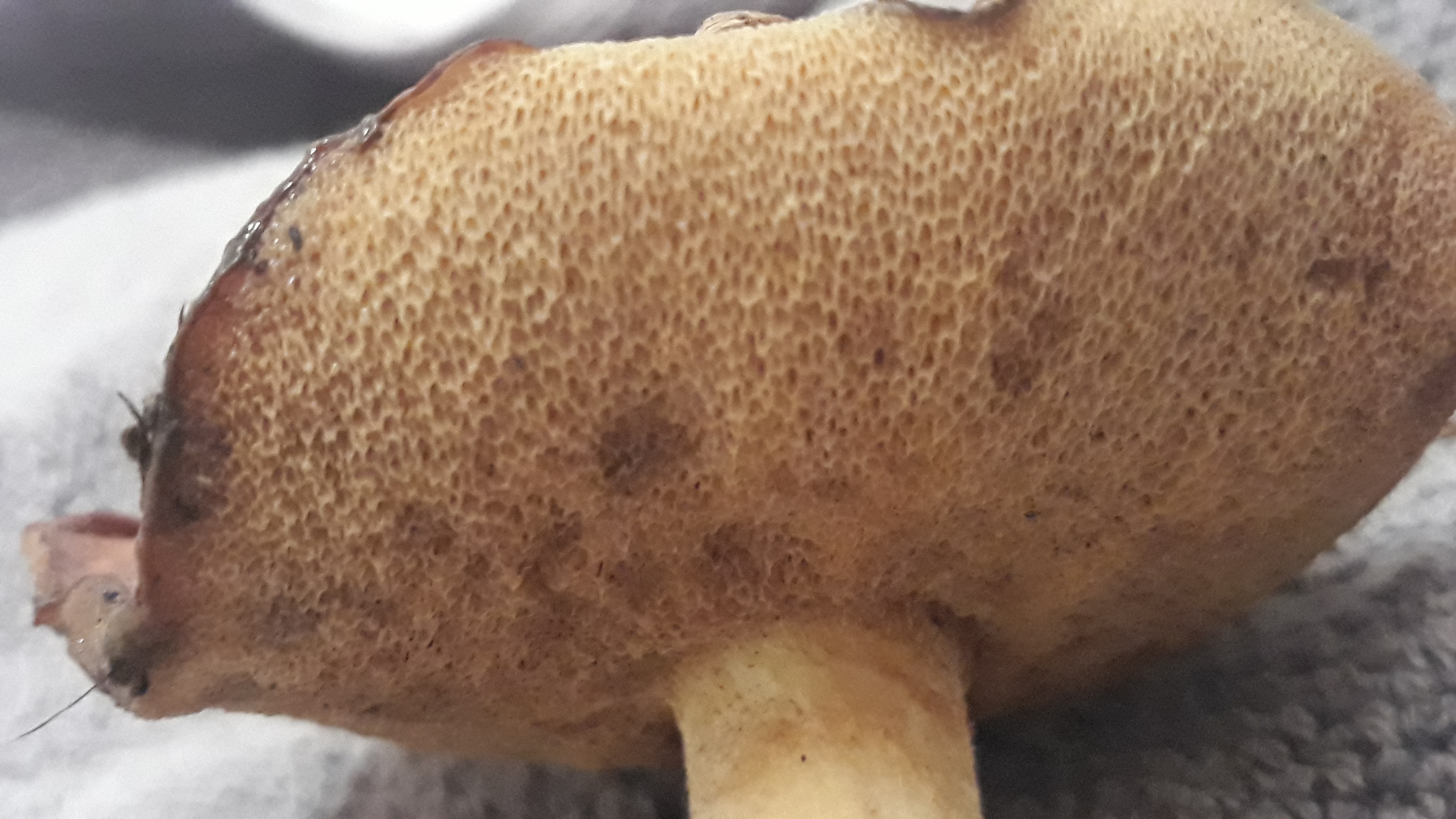 Mushrooming in New Zealand: a cautionary tale
