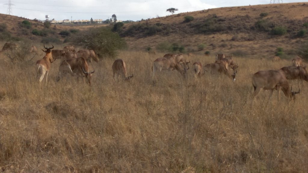 Animals in Nairobi National Park