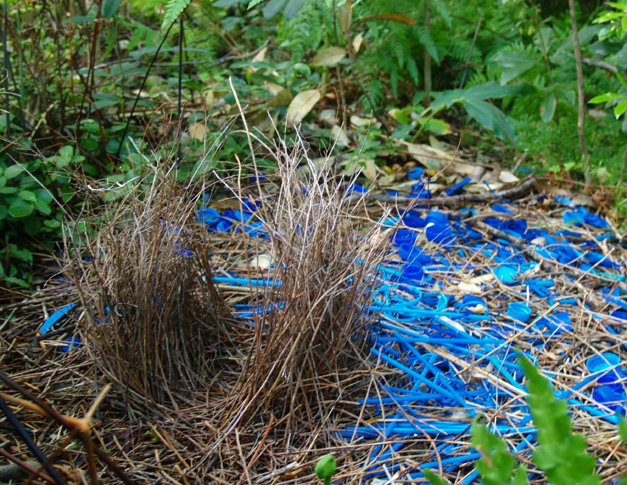 Why the Secrets of Content Marketing Reside in Nature