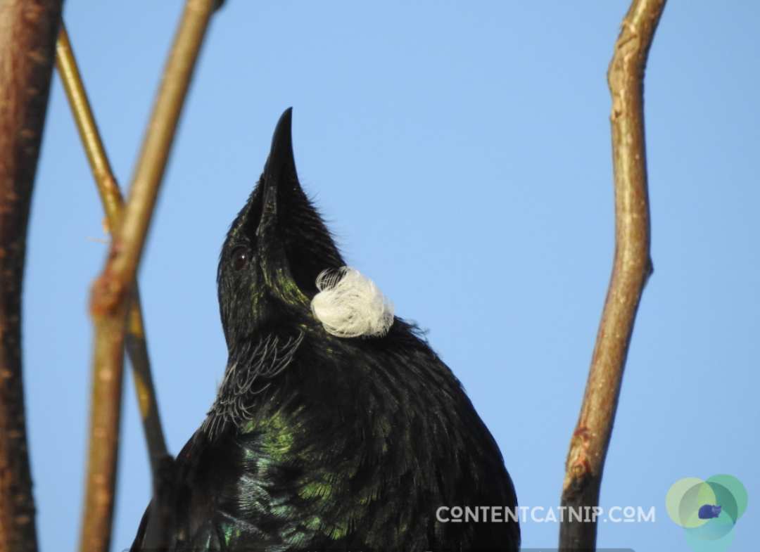 Behold the tui: seductive songstress of the shaky isles