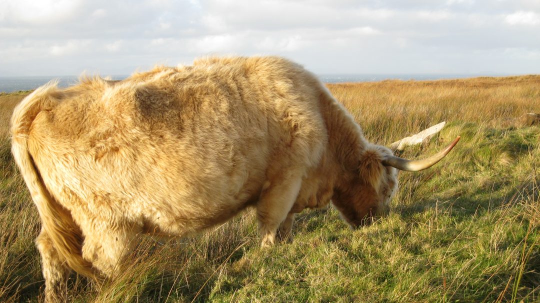 A placid and beautiful Highland Cow, found roaming on the Isle of Skye. Copyright Content Catnip 2010.
