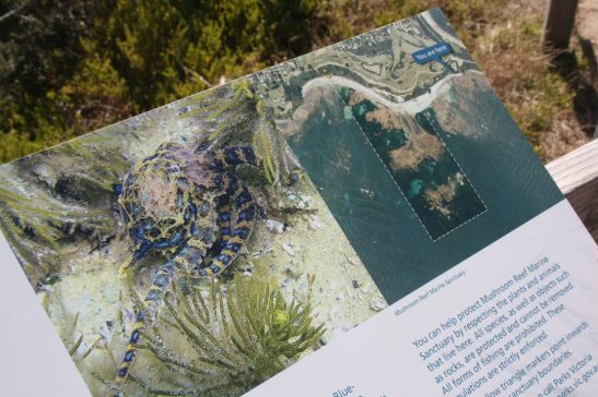 Summer in Melbourne Part 1: Mushroom Reef Sanctuary, Flinders.