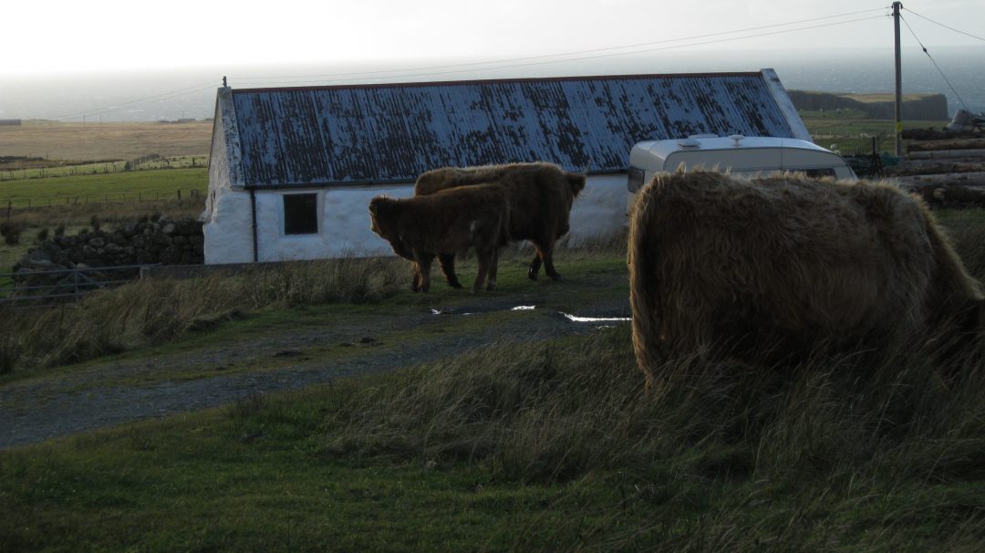 A placid and beautiful Highland Cow, found roaming on the Isle of Skye. Copyright Content Catnip 2010.