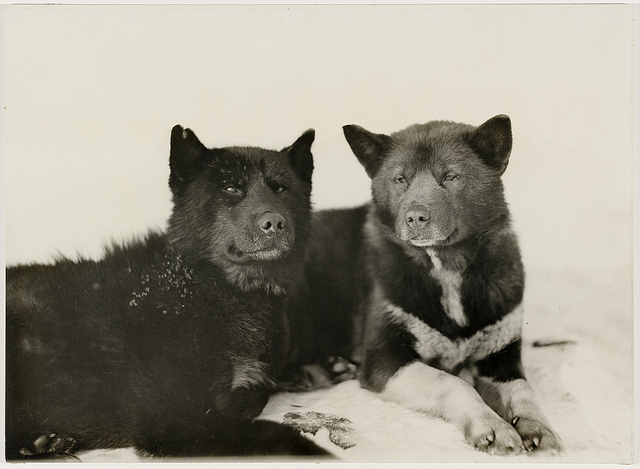 Every Picture Tells A Story: Stout Dogs on Antarctic Expedition (1911)