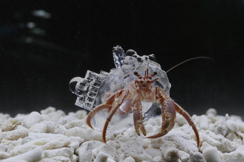 Amazing Human-Crustacean Architectural Collaborations