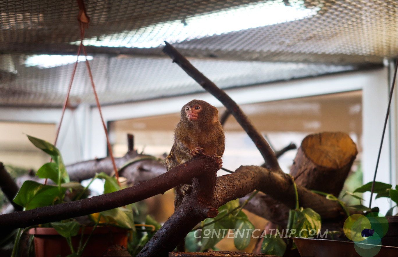 Pygmy marmoset. Warsaw Zoo Copyright Content Catnip 2019