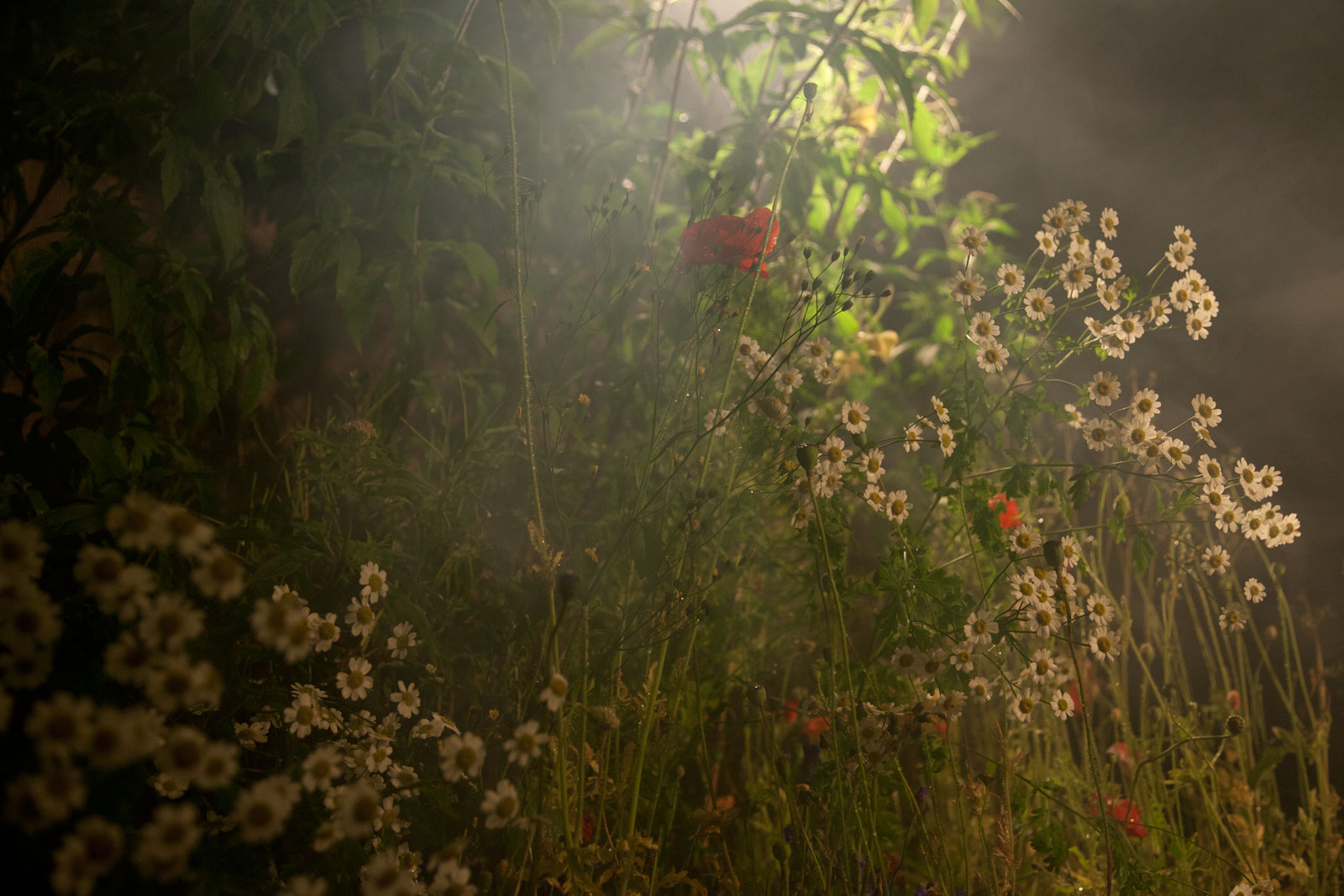 Churches, Weeds, Wildflowers and Wonder