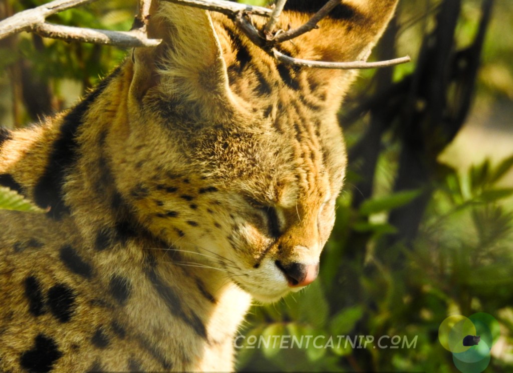 Serwal Warsaw Zoo Copyright Content Catnip 2019