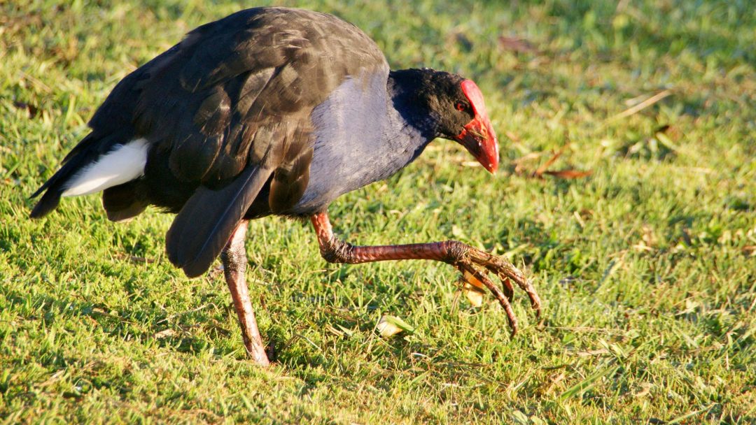 Pukeko - Birds, Mana and Maori Culture