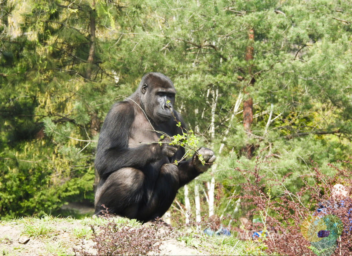 Gorilla Warsaw Zoo Copyright Content Catnip 2019