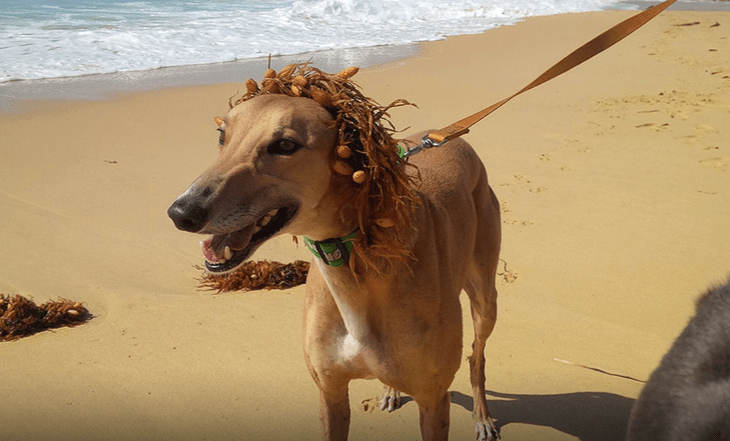 Seven Myths Dispelled About Greyhounds