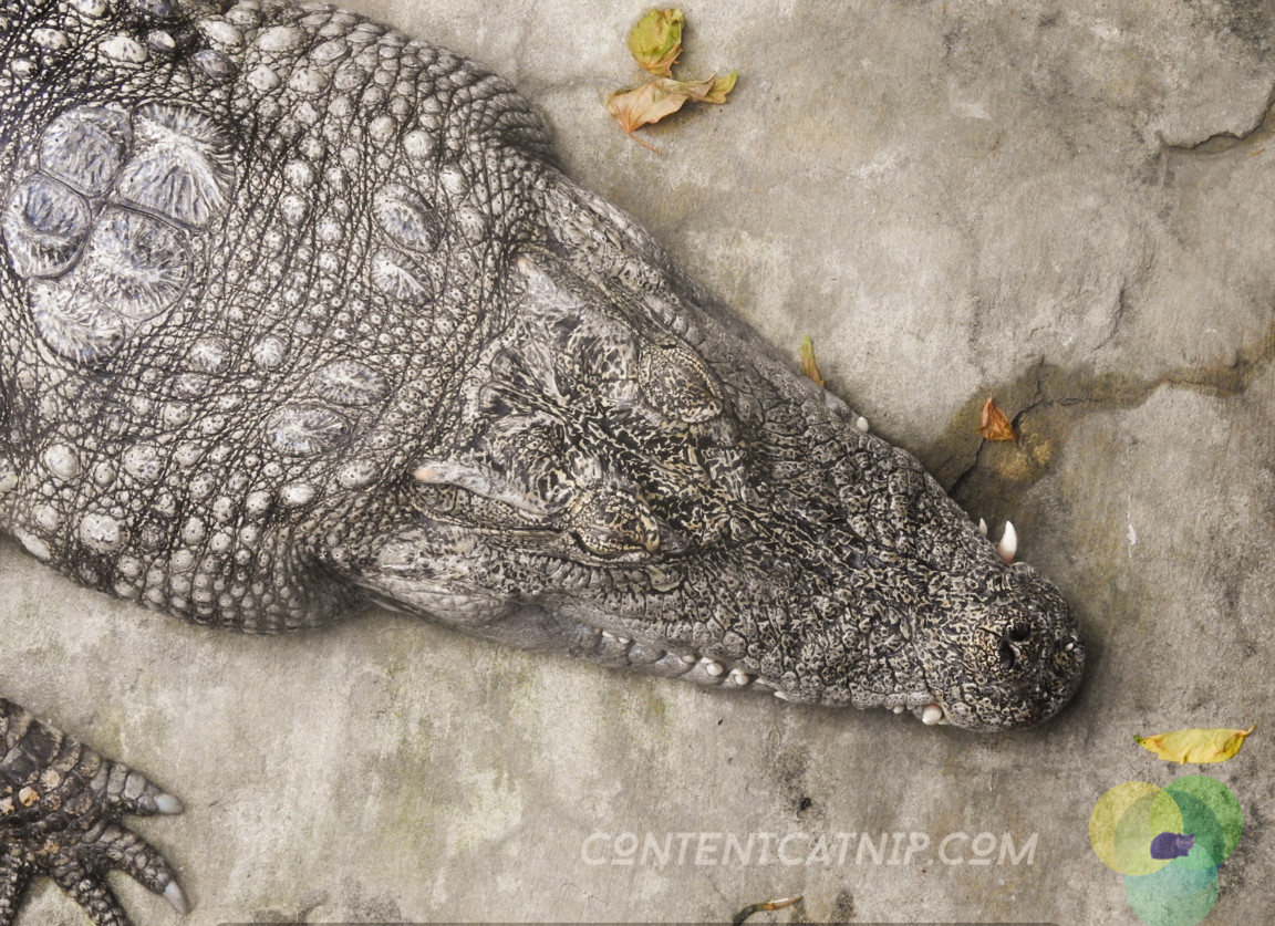 Alligator Warsaw Zoo Copyright Content Catnip 2019