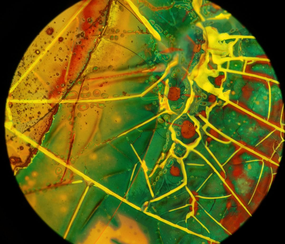 Oxidised metal films photographed using a microscope and an Amazon Fire phone by Reddit user Friz Face.
