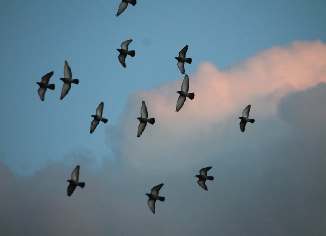 Ancient word of the day: Augury