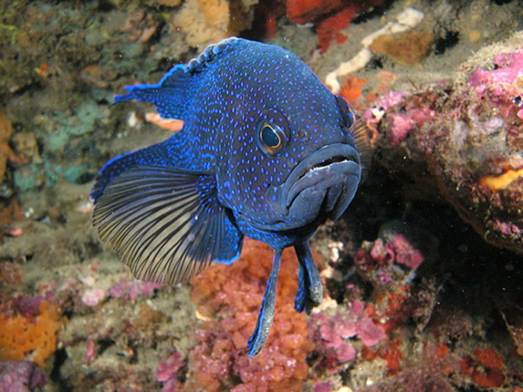 Impossibly Beautiful Marine Life in Sydney Harbour – Part 4