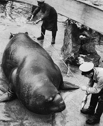 Roland: Gargantuan Elephant Seal From Berlin
