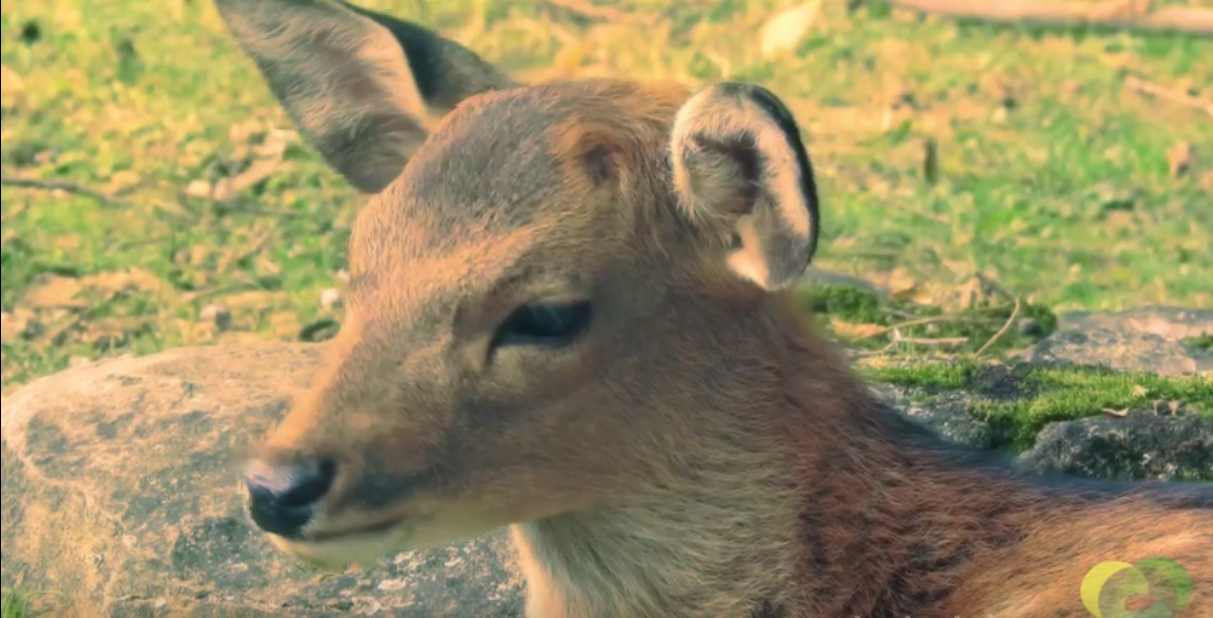 Travel: A curious history of Nara's holy deer