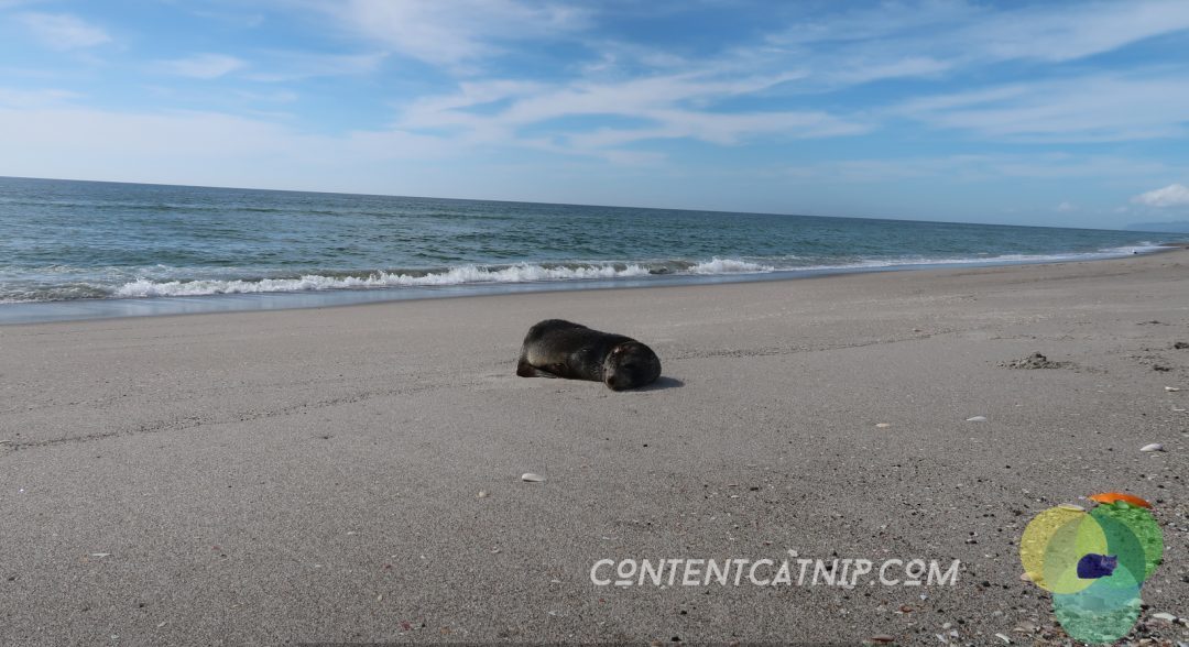 A roadtrip through the Bay of Plenty and Eastern Cape of the North Island