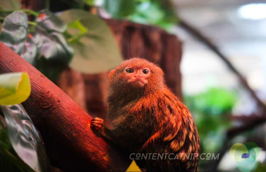 Pygmy marmoset. Warsaw Zoo Copyright Content Catnip 2019