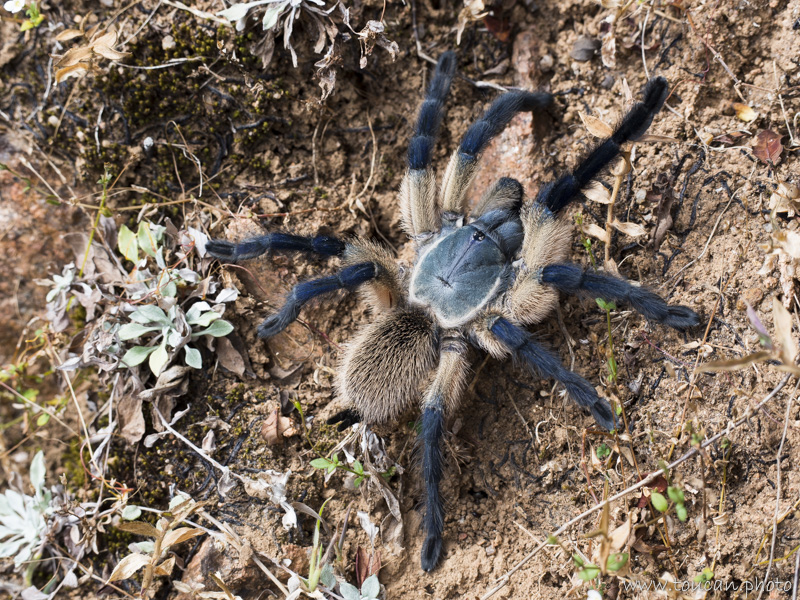 Welcome to a strange and forgotten alien world: Socotra
