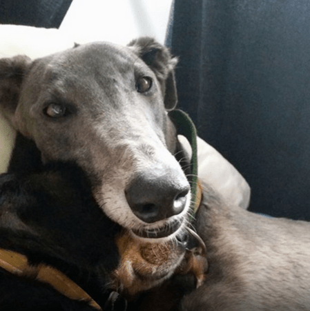 Seven Myths Dispelled About Greyhounds 