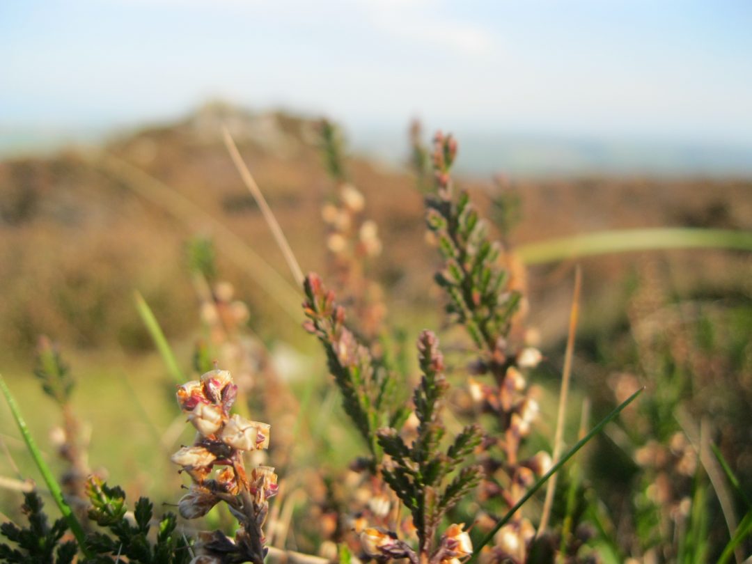 Travel: Meandering around the Mynydd Carningli neolithic hillfort