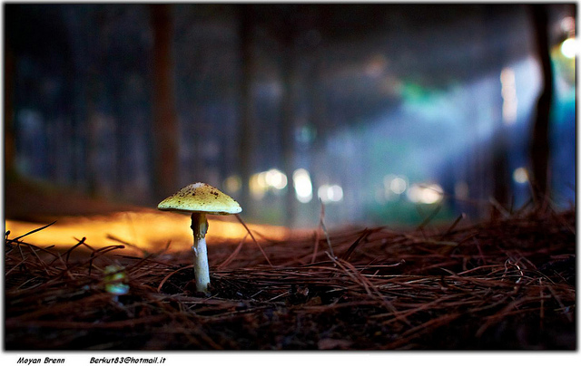 6672143325_9d308a1e84_z