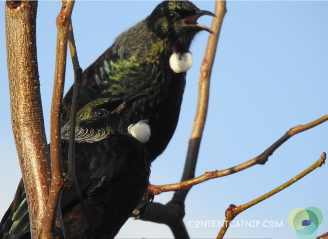 Behold the tui: seductive songstress of the shaky isles