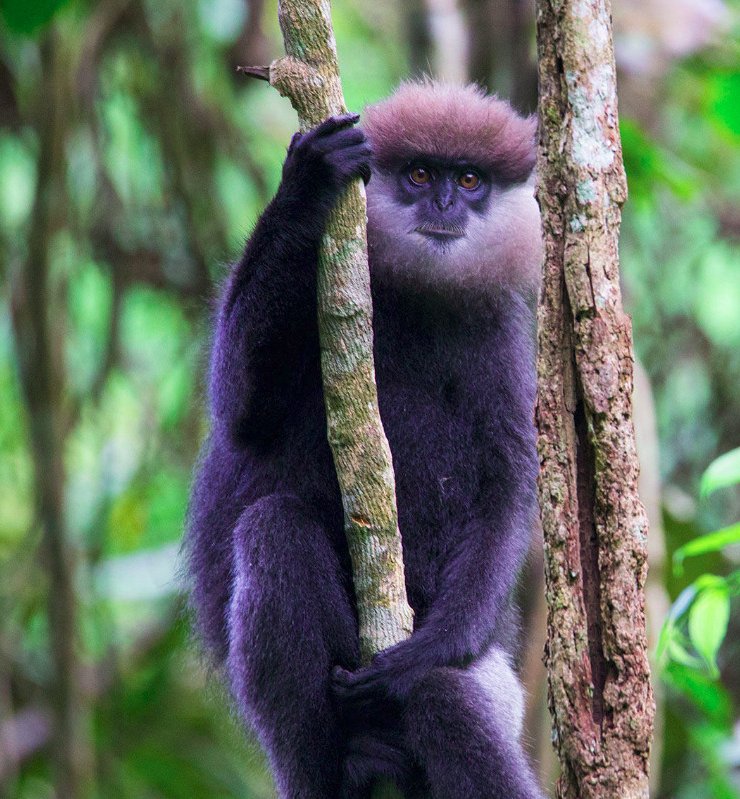 Purple-faced langur