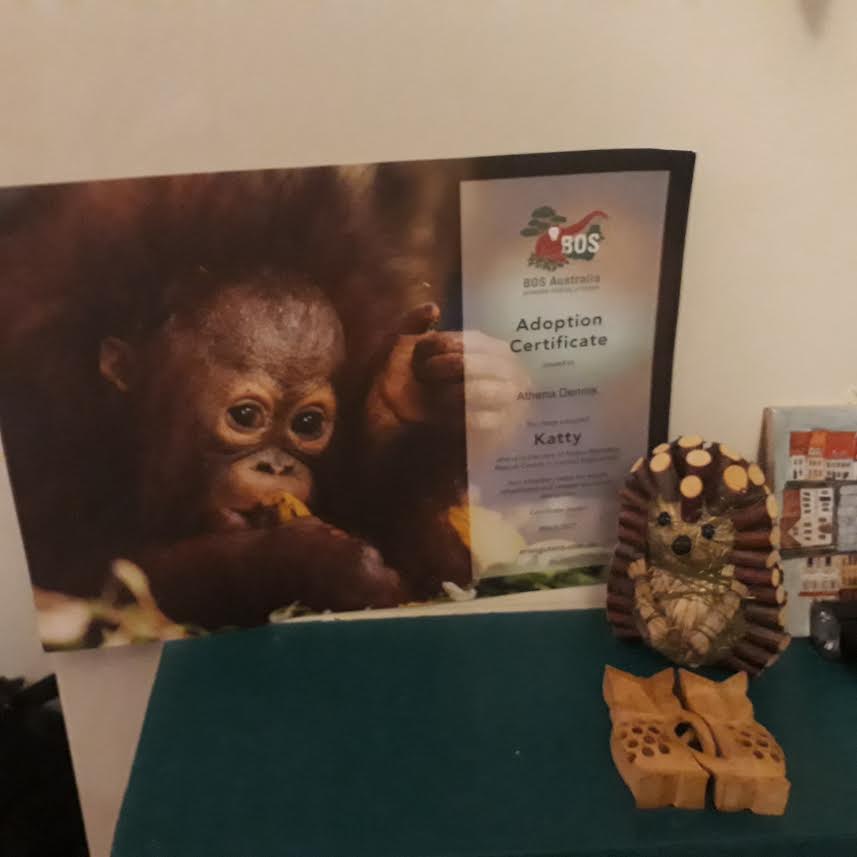 How you can help save the Critically Endangered Orangutans of Borneo