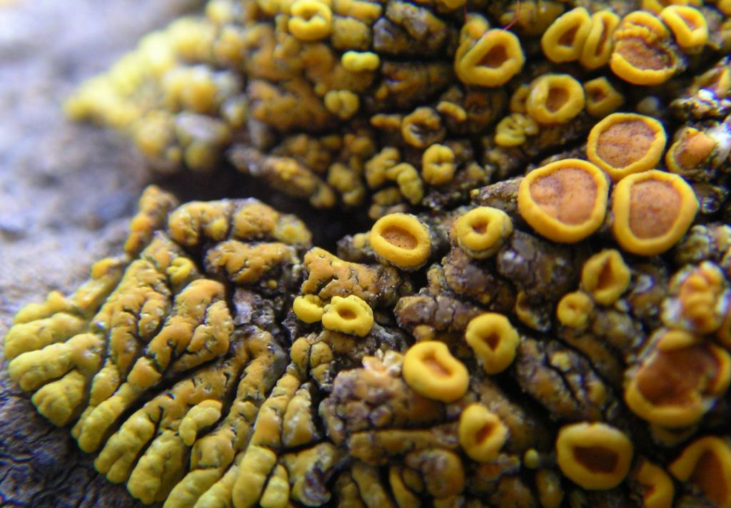How slow-growing lichen opens up the vast universe