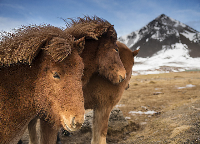 Maya Angelou: Leader of the Brave and Defiant