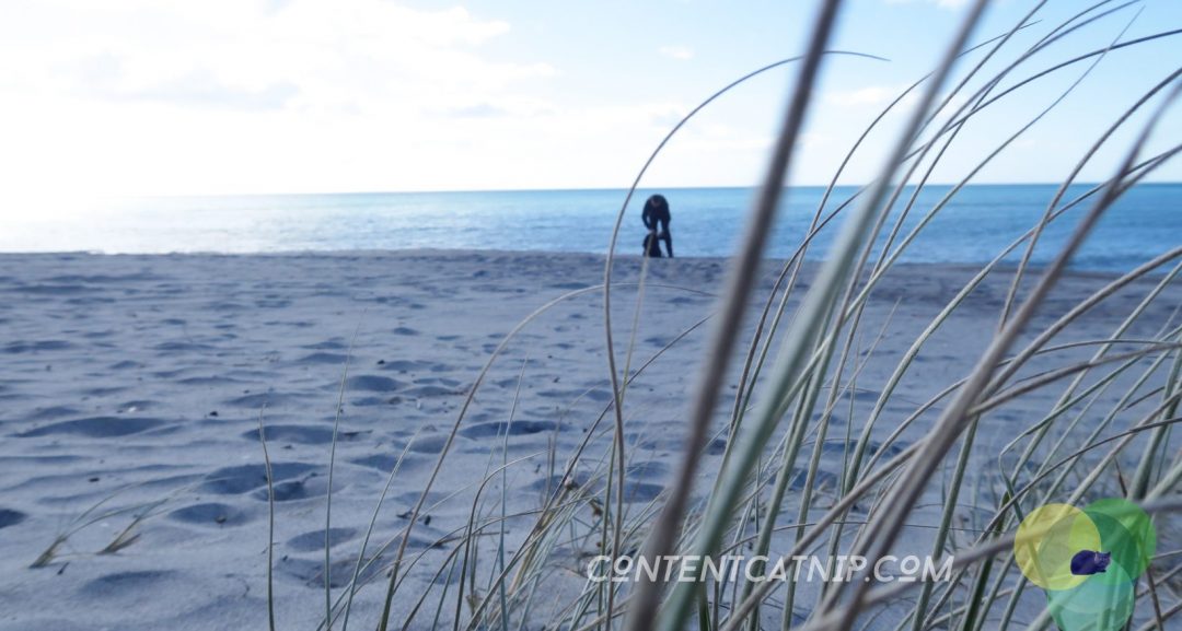 A roadtrip through the Bay of Plenty and Eastern Cape of the North Island