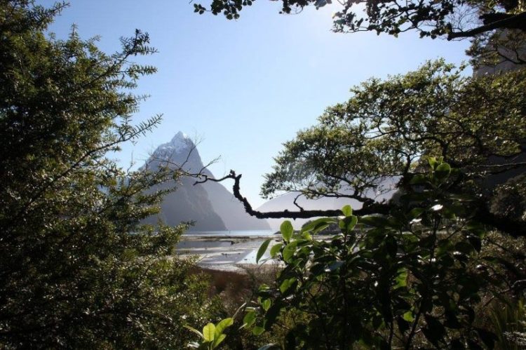 Travel: Magnificent Milford Sound, New Zealand Copyright Content Catnip 2016