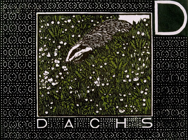 D is for Dachs (the German word for badger) 