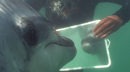 Moko looks into a mirror