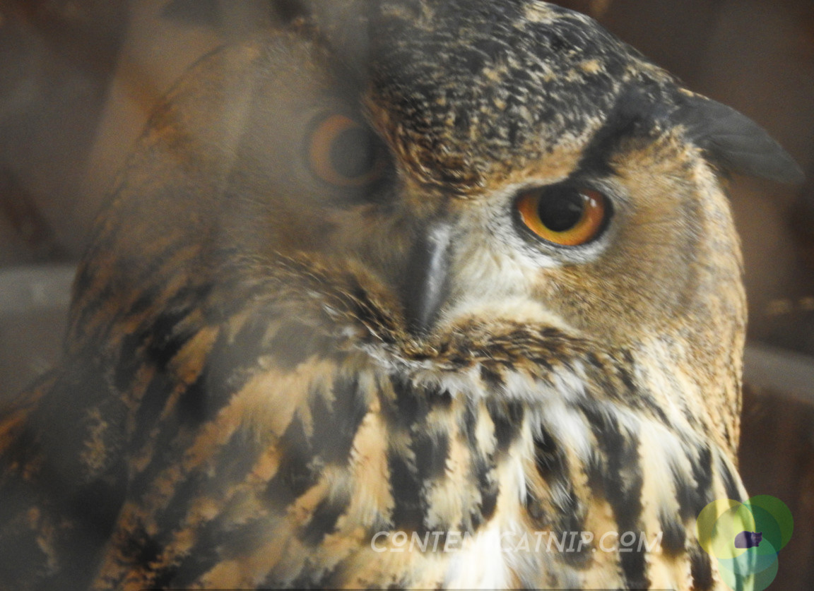 Owl Warsaw Zoo Copyright Content Catnip 2019