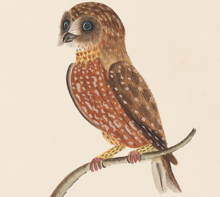 Unseen Art from Australia’s First Fleet http://wp.me/p41CQf-8h