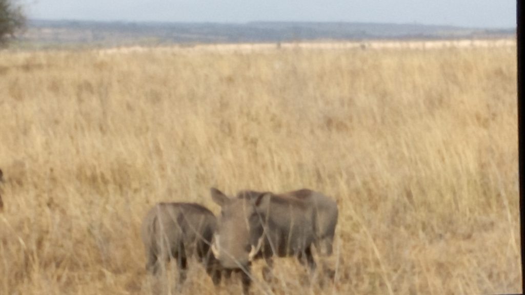 Warthogs in Nairobi National Park